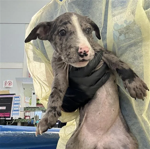 A baby medium-sized female Mixed Breed dog named Sasha for adoption in Dallas, TX