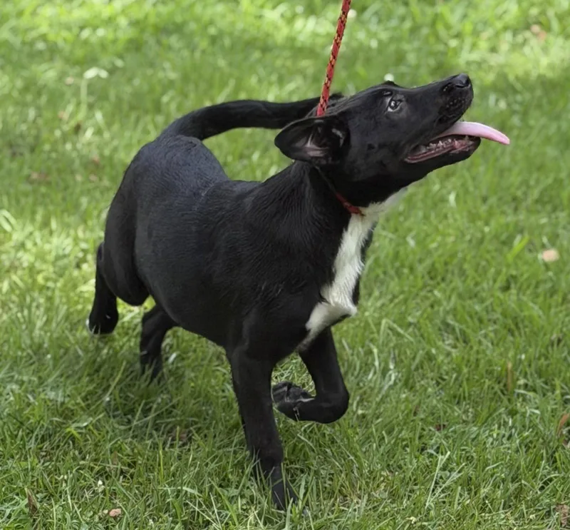 A baby medium-sized female Black Labrador Retriever dog named Tater for adoption in Locust Fork, AL