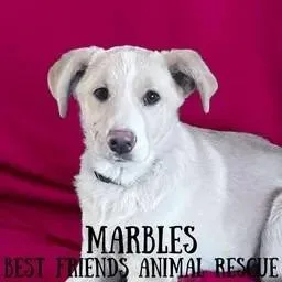 Marbles thumbnail 2