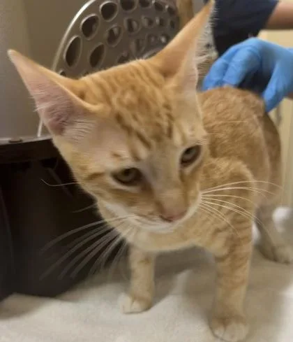 A baby small-sized male Domestic Short Hair cat named Peter Pan `Petey` for adoption in Honolulu, HI