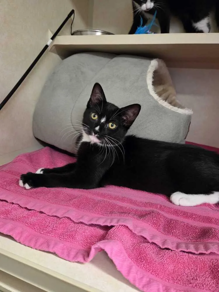 A baby medium-sized male Black & White / Tuxedo Domestic Short Hair cat named Romeo for adoption in Elmsford, NY