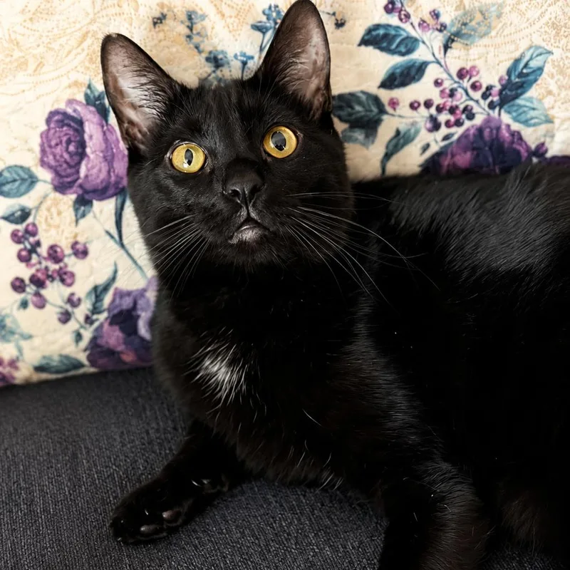 An adult medium-sized female Black Domestic Short Hair cat named Penny for adoption in Spokane, WA
