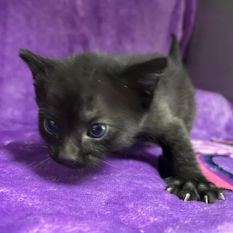 A baby small-sized female White Domestic Short Hair cat named Melpomene for adoption in Henderson, NV