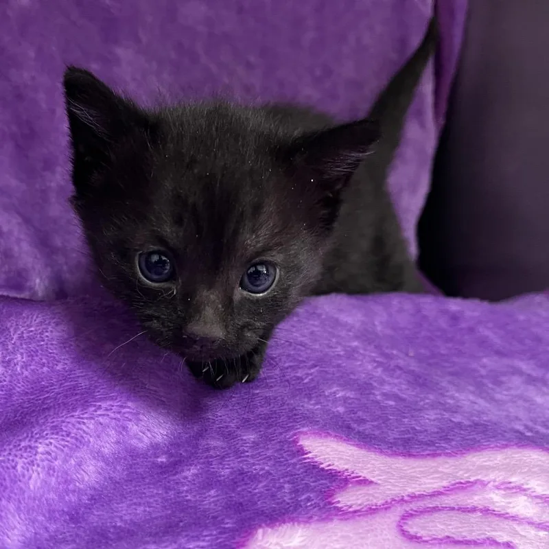 Melpomene thumbnail 2