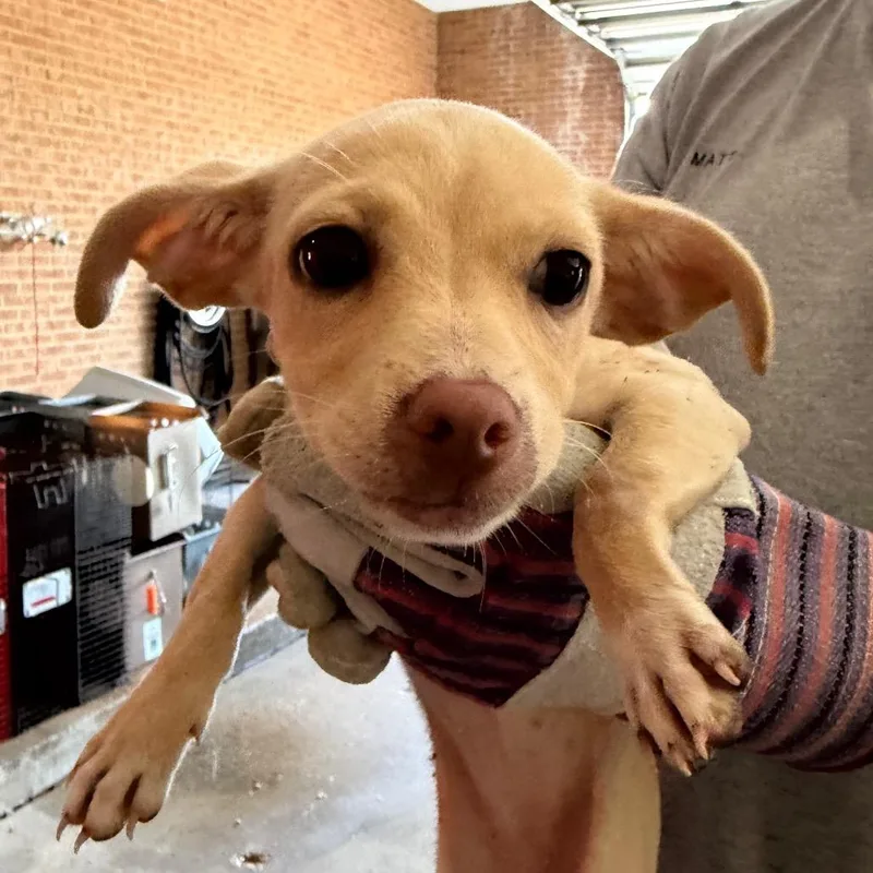 A baby small-sized female Yellow / Tan / Blond / Fawn Terrier dog named Anya for adoption in Birmingham, AL