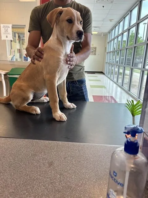 A baby large-sized female Labrador Retriever dog named Lilly A for adoption in Plano, TX