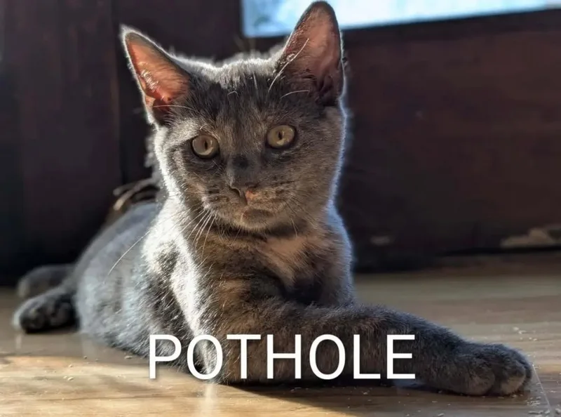 A baby small-sized female Domestic Short Hair cat named Pot Hole for adoption in Gorham, ME