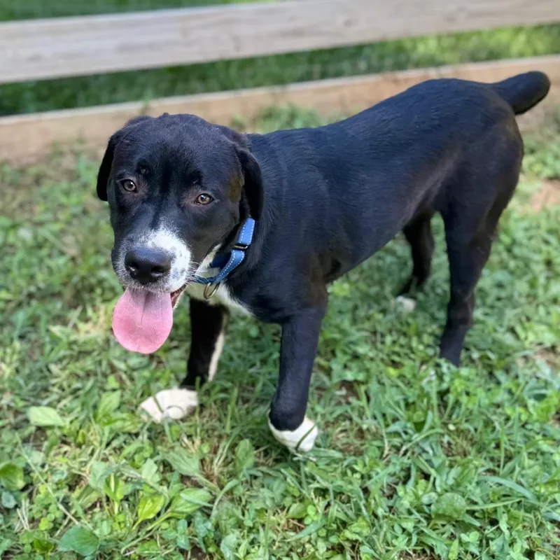 A young medium-sized male Black Mixed Breed dog named Abbott for adoption in Fredericksburg, VA
