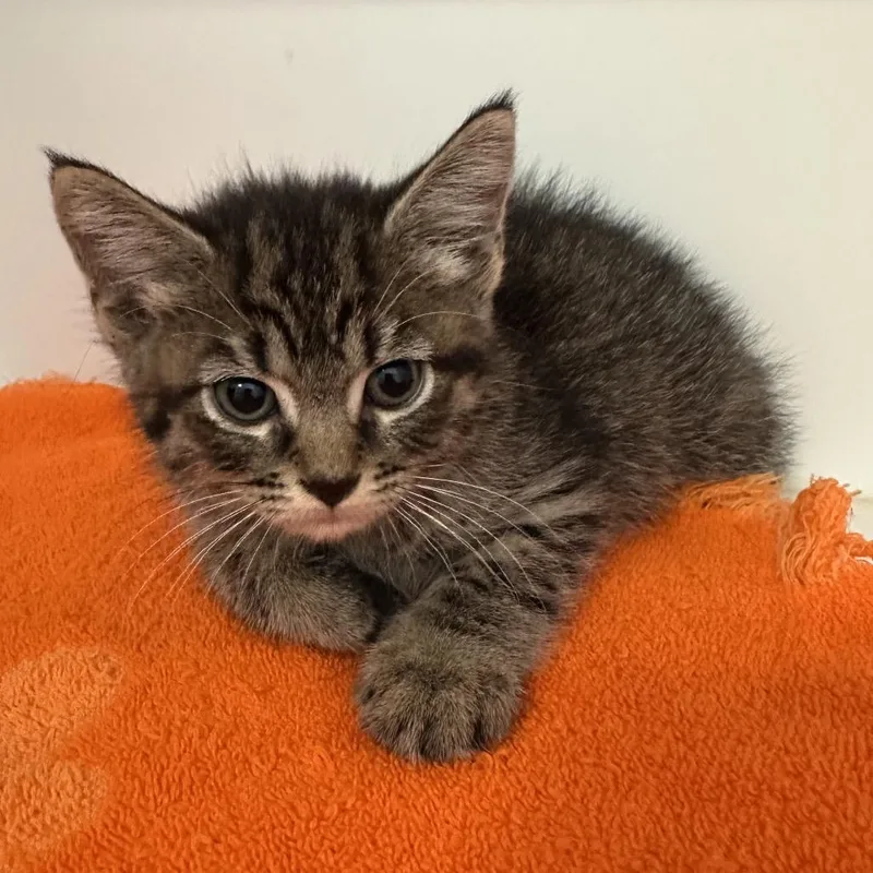 A baby small-sized female Gray / Blue / Silver Domestic Short Hair cat named Salazar for adoption in Greensboro, NC