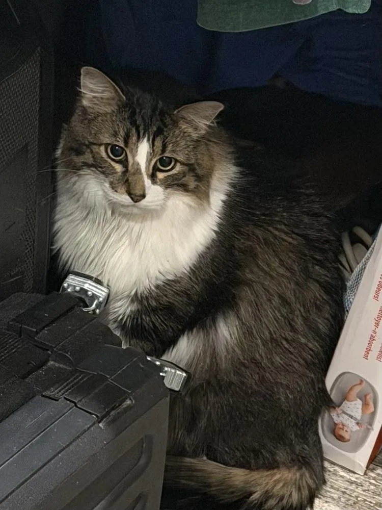 An adult large-sized male Domestic Long Hair cat named Moose for adoption in Plumerville, AR