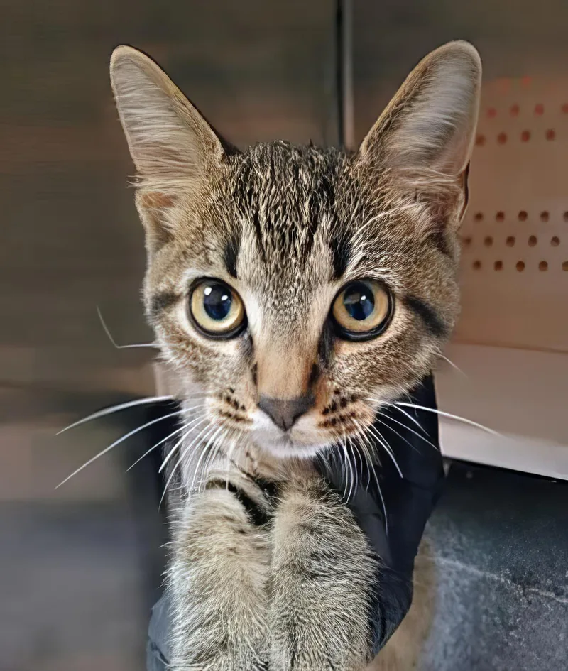 A baby medium-sized male Tabby (Brown / Chocolate) Domestic Short Hair cat named Hobgoblin for adoption in Nashville, TN