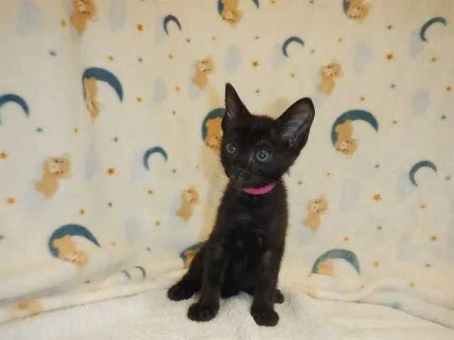 A baby small-sized female Domestic Short Hair cat named Luna for adoption in San Jose, CA