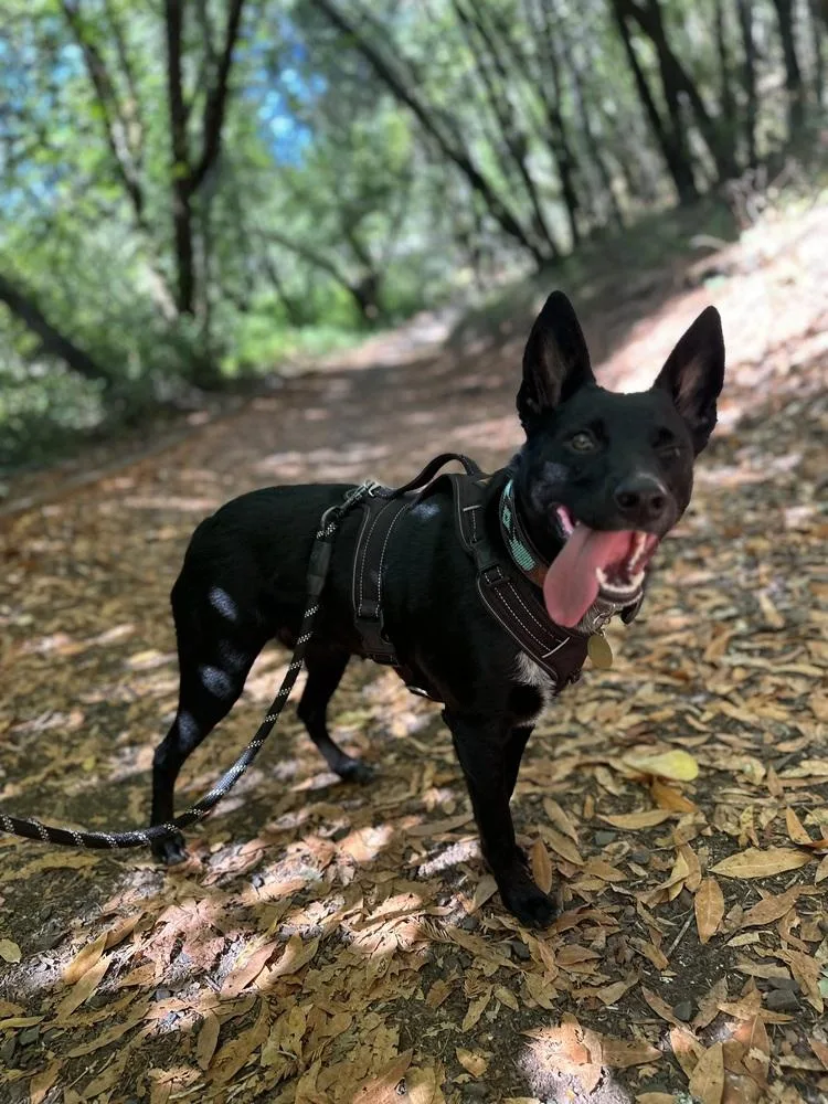 An adult medium-sized female Black Australian Kelpie dog named Bailey for adoption in Pleasant Hill, CA