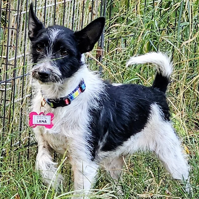 A young small-sized female Terrier dog named Lana for adoption in Wake Forest, NC