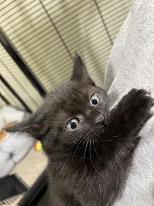 A baby medium-sized female American Shorthair cat named Bernedette for adoption in Cashiers, NC