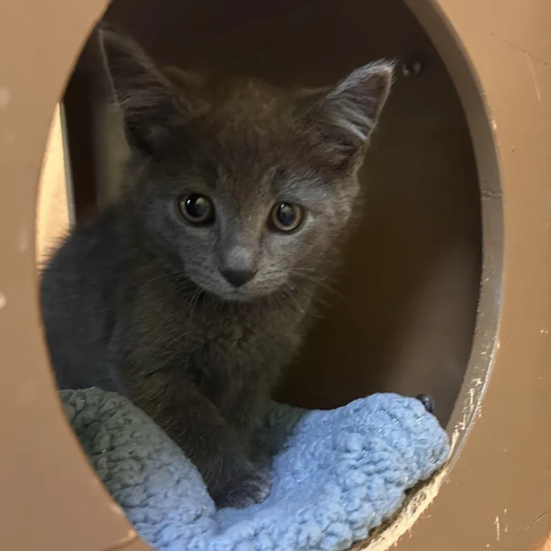 An adult small-sized male Gray / Blue / Silver Domestic Short Hair cat named Darth Maulgali for adoption in Fresno, CA