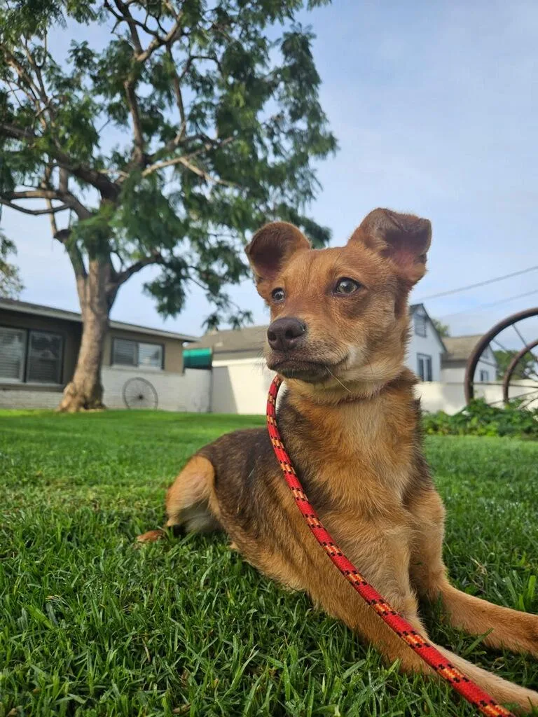 Cinnabon Man! thumbnail 3