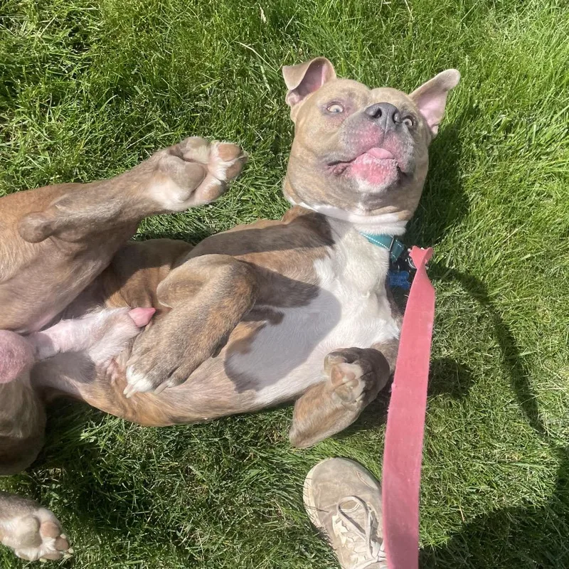 A young large-sized male Brindle Boxer dog named Axis for adoption in West Des Moines, IA