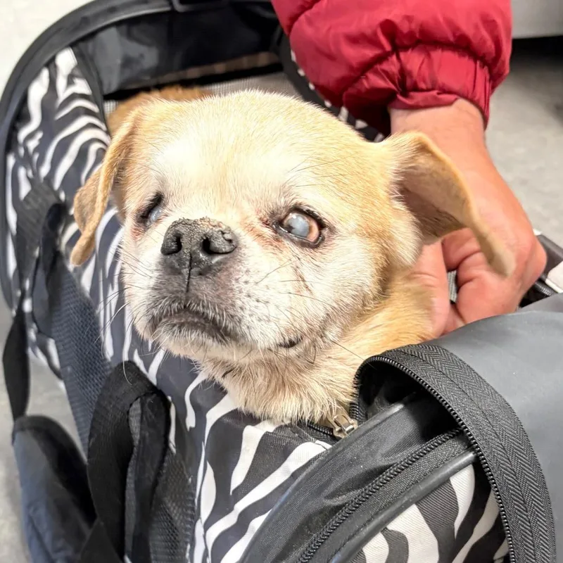 A senior small-sized male Brown / Chocolate Pug dog named Gon for adoption in Philadelphia, PA