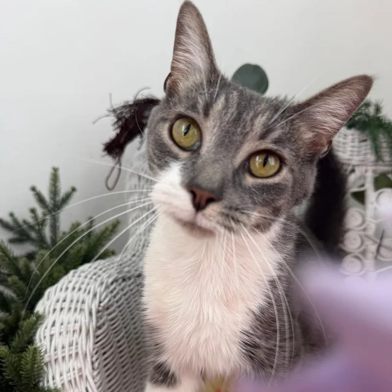 An adult medium-sized male Gray / Blue / Silver Domestic Short Hair cat named Charming Silverstone for adoption in Eaton Rapids, MI