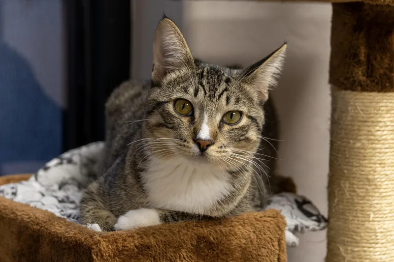 A young medium-sized male Domestic Short Hair cat named Albert for adoption in Fountain Hills, AZ