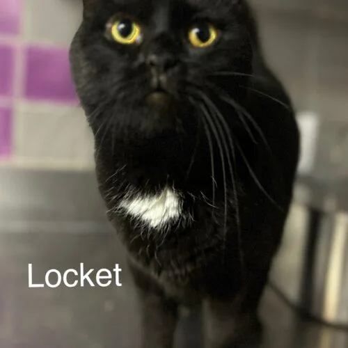 An adult medium-sized female Black Domestic Short Hair cat named Locket for adoption in Tipp City, OH