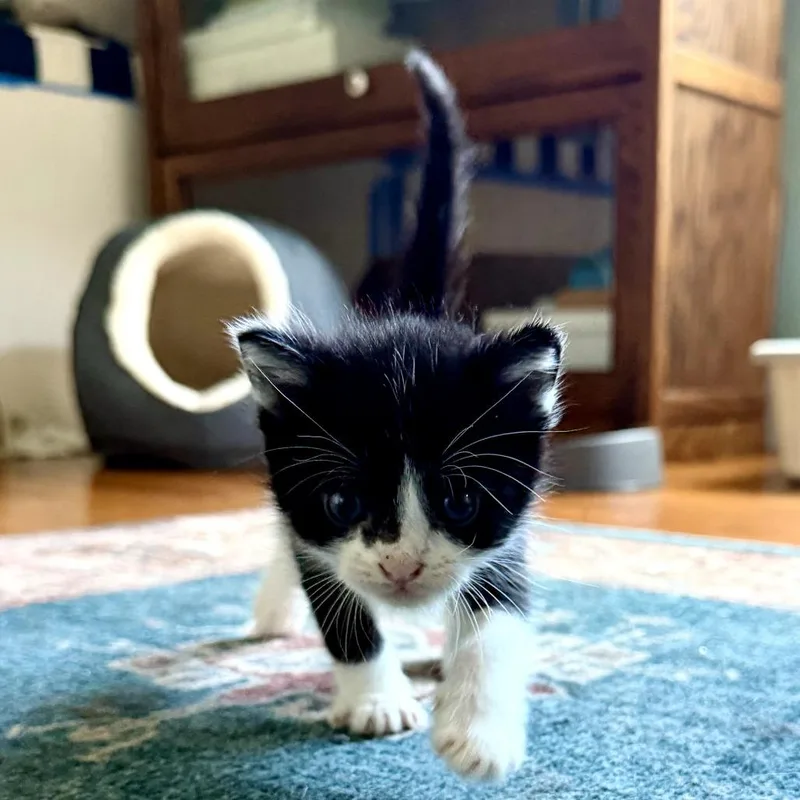 A baby small-sized male Black Domestic Short Hair cat named Cashew for adoption in Long Beach, CA
