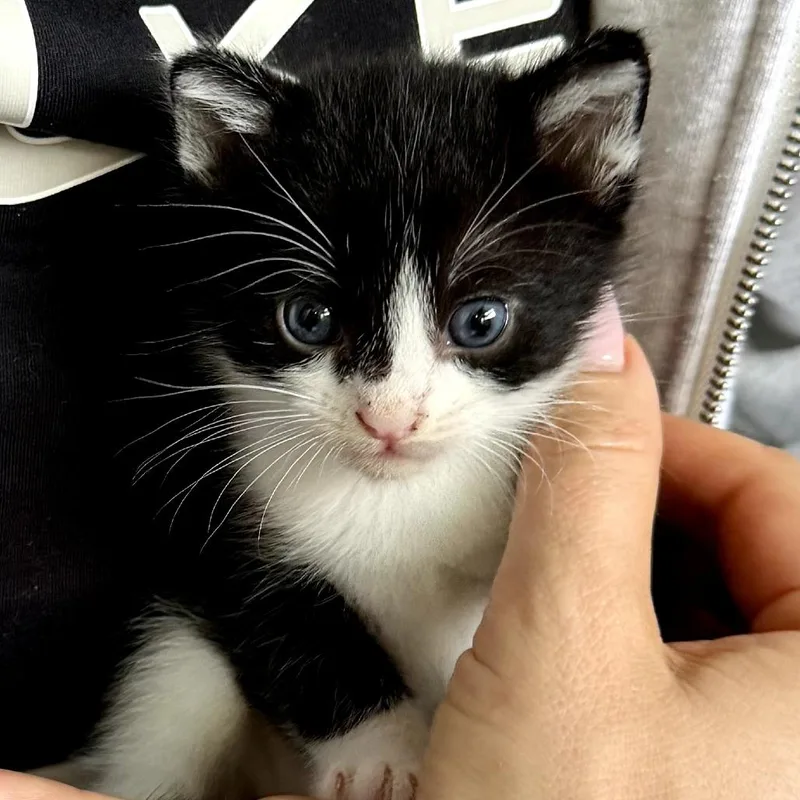 Cashew thumbnail 2