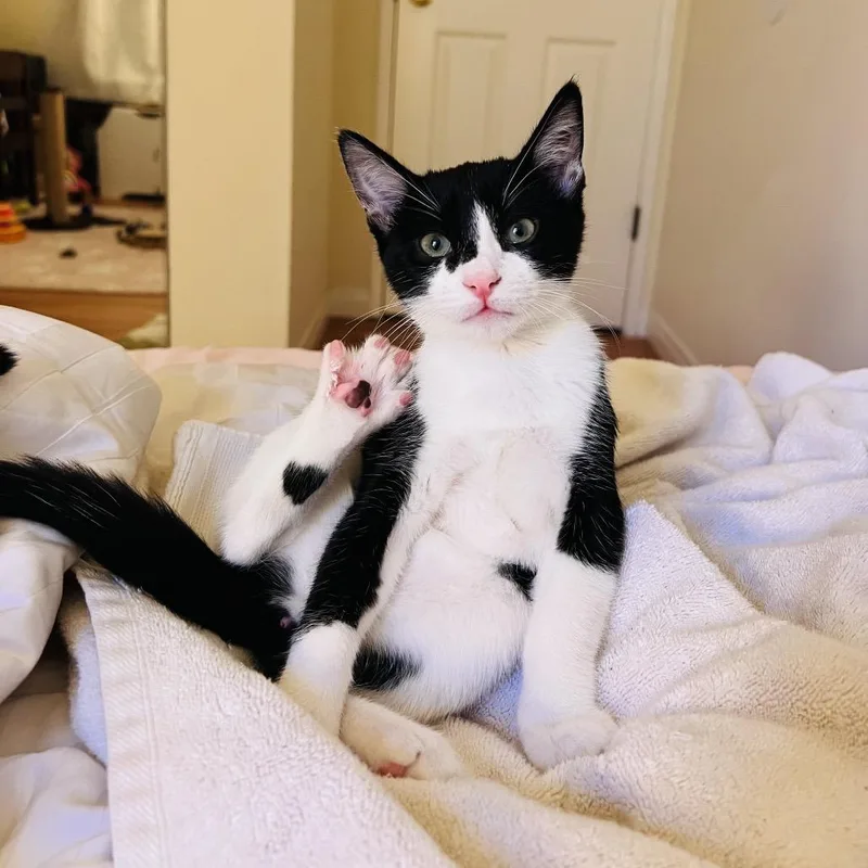 Cashew thumbnail 3