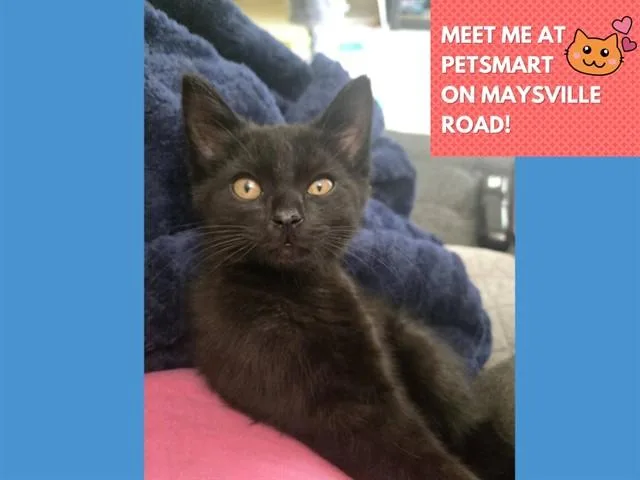 A baby small-sized male Domestic Short Hair cat named Meeko for adoption in Fort Wayne, IN