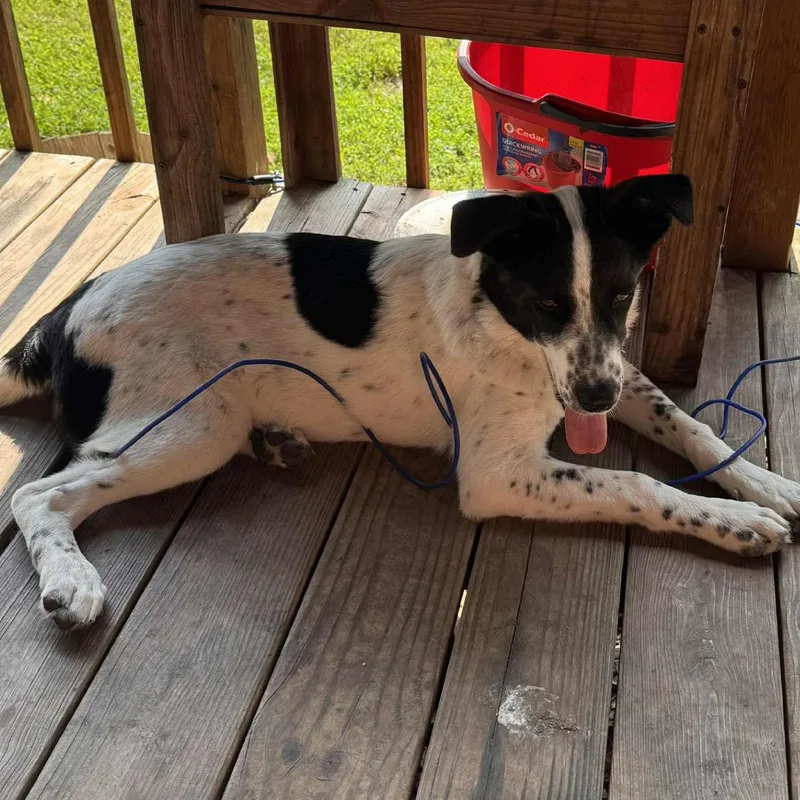 A young small-sized female White / Cream Border Collie dog named Penny for adoption in Springfield, MO