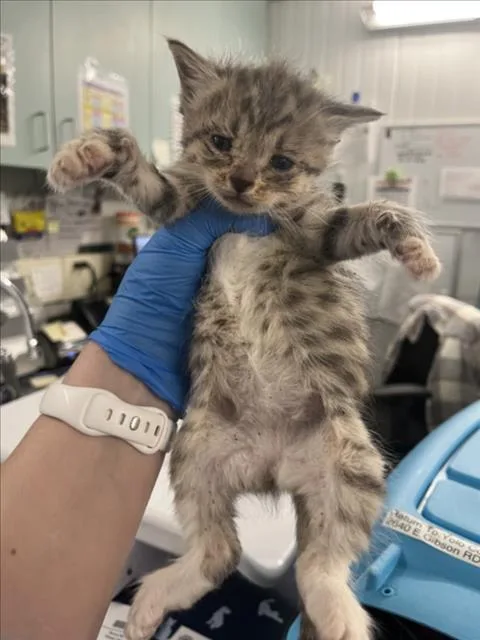 A baby small-sized female Gray / Blue / Silver Domestic Short Hair cat named Cleo for adoption in Woodland, CA