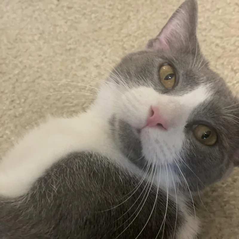An adult medium-sized female Gray / Blue / Silver Domestic Short Hair cat named Grace for adoption in Franklin, TN