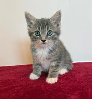 A baby medium-sized male Tabby (Gray / Blue / Silver) Tabby cat named Lil' Potpie for adoption in Southern Pines, NC
