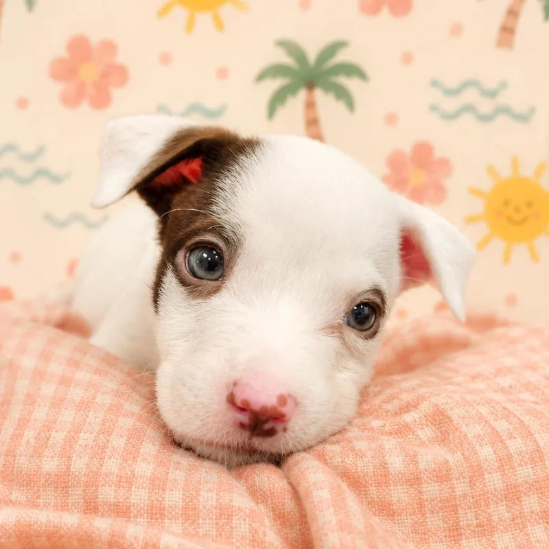 A baby small-sized male White / Cream Mixed Breed dog named Breeze for adoption in Brockton, MA