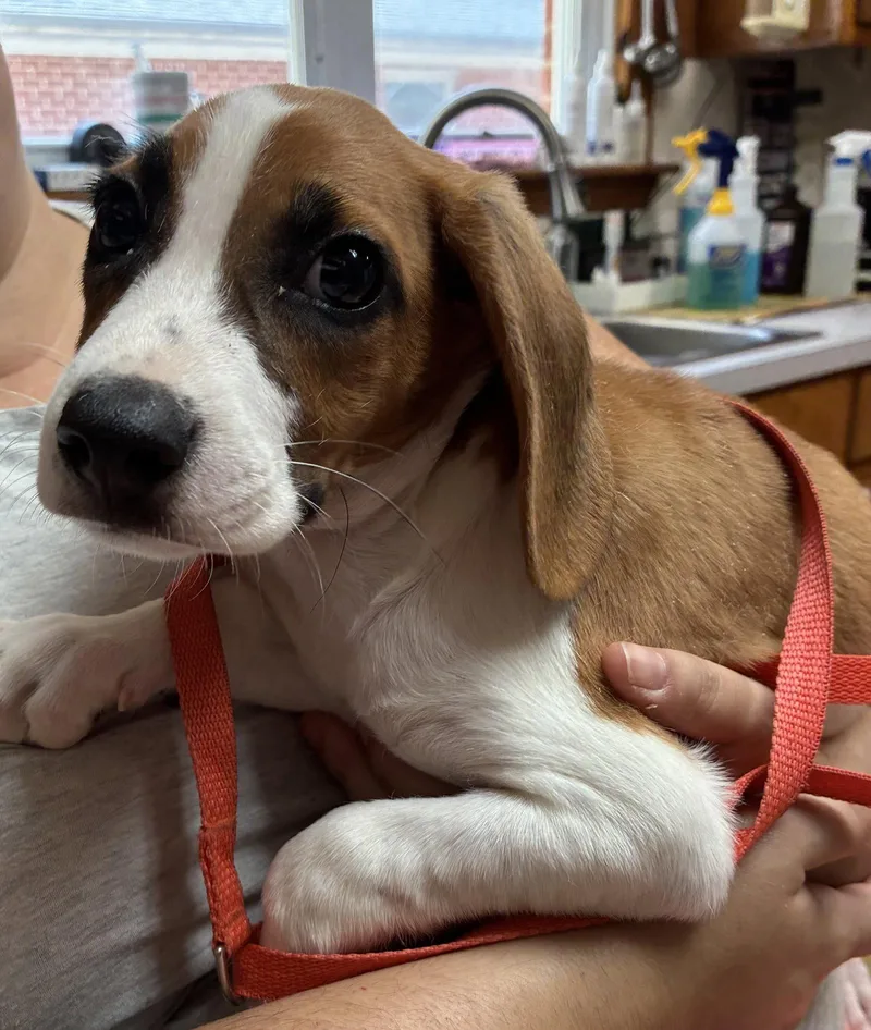 A baby medium-sized male Beagle dog named Wren for adoption in Raleigh, NC