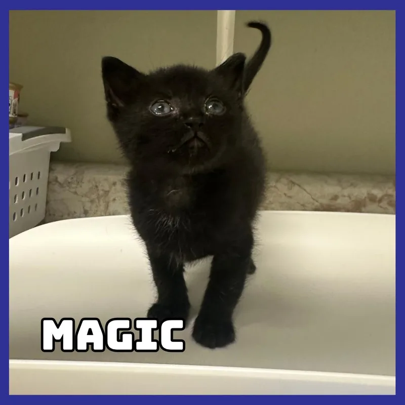 Magic