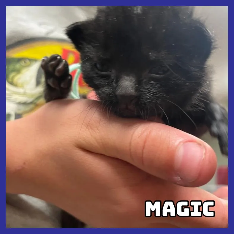 Magic thumbnail 2