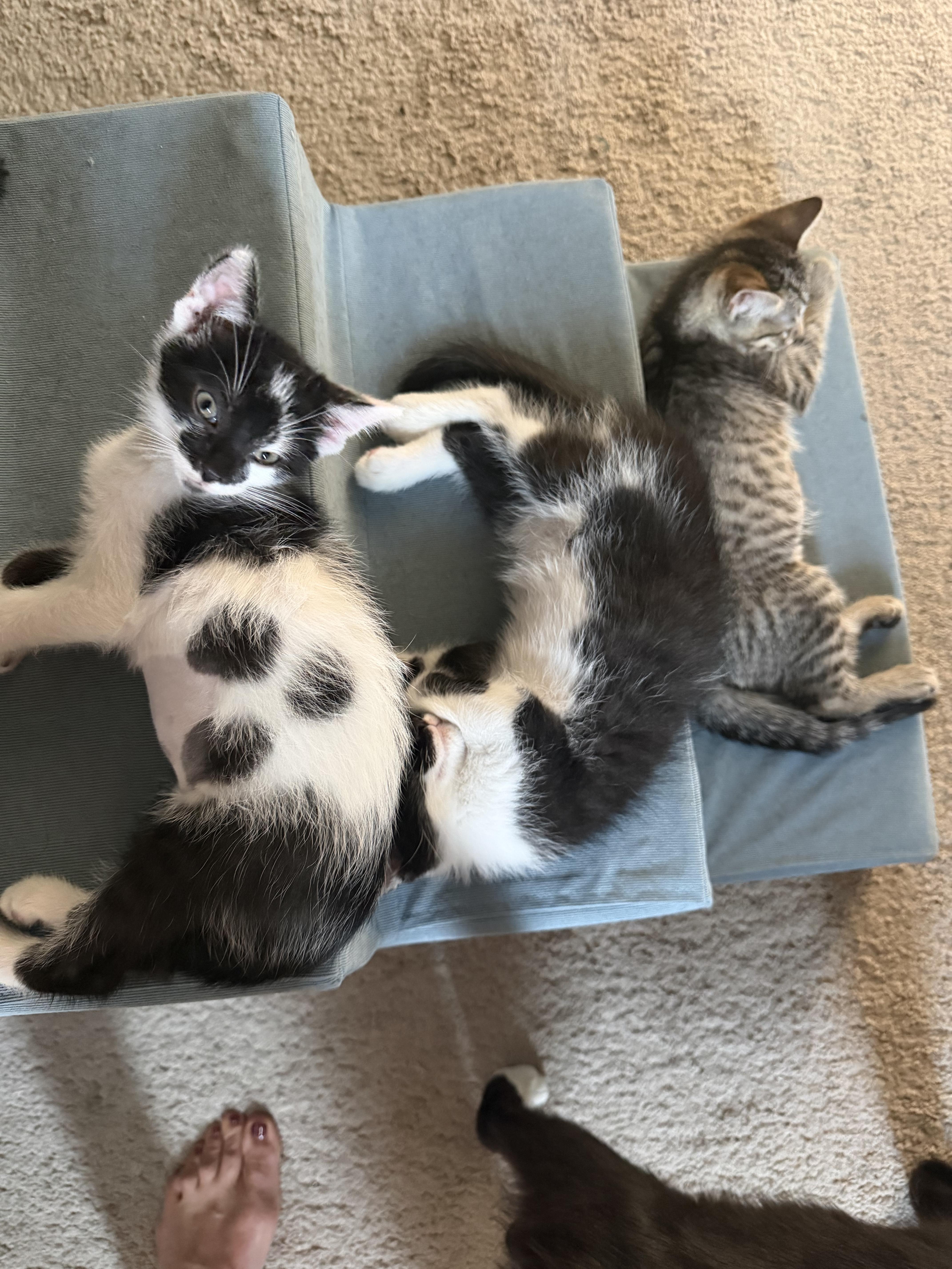 A baby medium-sized female Black & White / Tuxedo Domestic Short Hair cat named Obsidien for adoption in Cincinnati, OH