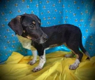 A young medium-sized female Dachshund dog named Honey Bee for adoption in Pleasanton, TX