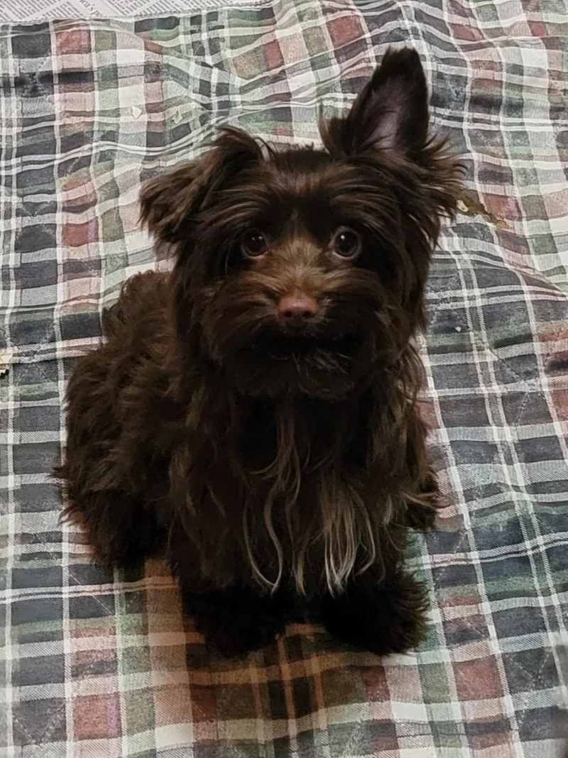 Poppy