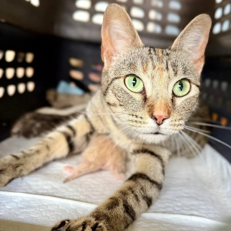 A young medium-sized female Brown / Chocolate Domestic Short Hair cat named Trina for adoption in Bentonville, AR