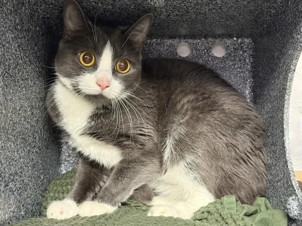 A young medium-sized female Domestic Short Hair cat named Magnet for adoption in New York, NY