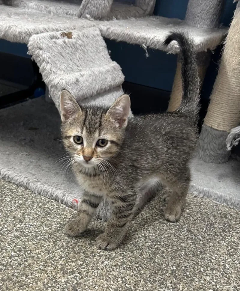 A baby small-sized male Domestic Short Hair cat named Odin for adoption in Spooner, WI