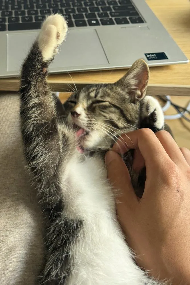 A baby small-sized male Tabby cat named Jasper for adoption in Silver Spring, MD