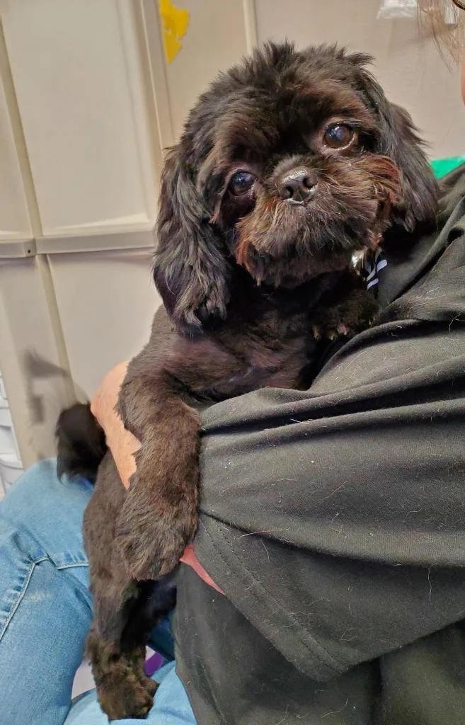 A young small-sized male Shih Tzu dog named Cappy for adoption in Rockford, IL