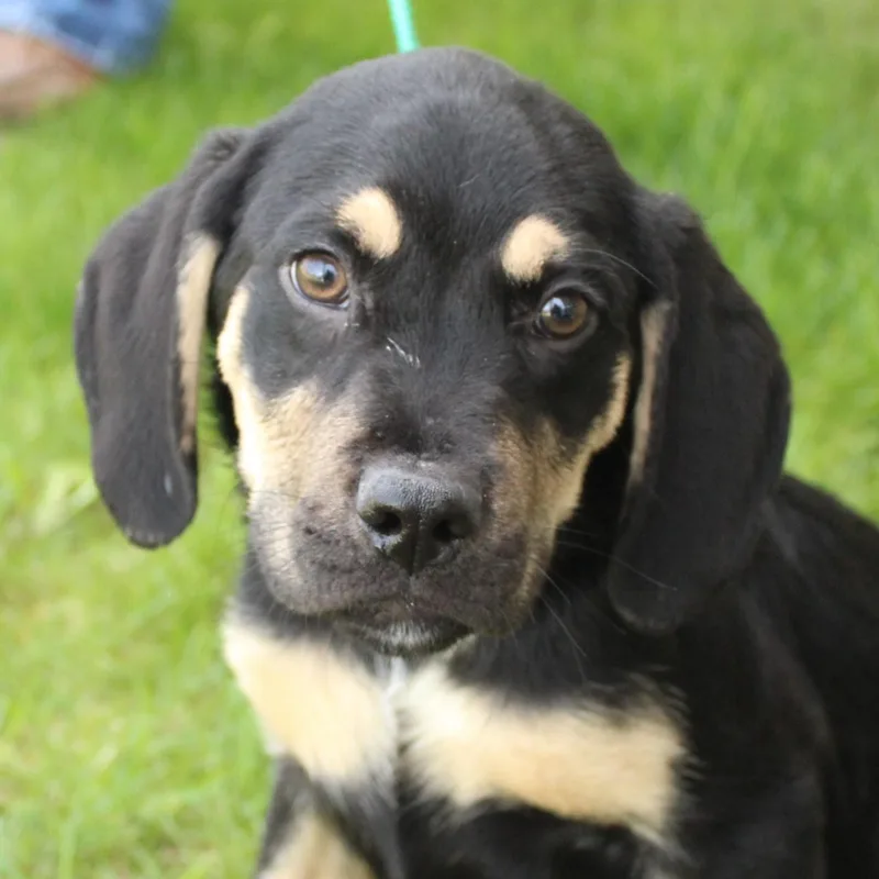 A baby large-sized male Black Hound dog named Rumble for adoption in Eaton, OH