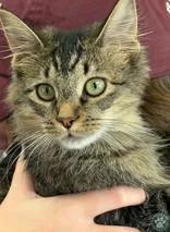 A young small-sized female Tabby (Brown / Chocolate) Domestic Medium Hair cat named Samara for adoption in Potsdam, NY