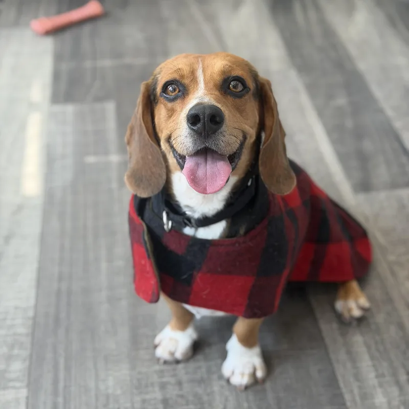 An adult small-sized male Beagle dog named Panko for adoption in Mahwah, NJ