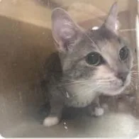 An adult medium-sized female Domestic Short Hair cat named Elle for adoption in West Chester, PA